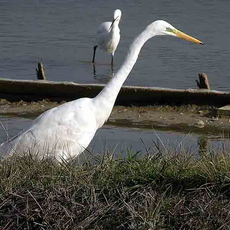 Silberreiher im Naturschutzgebiet Piran