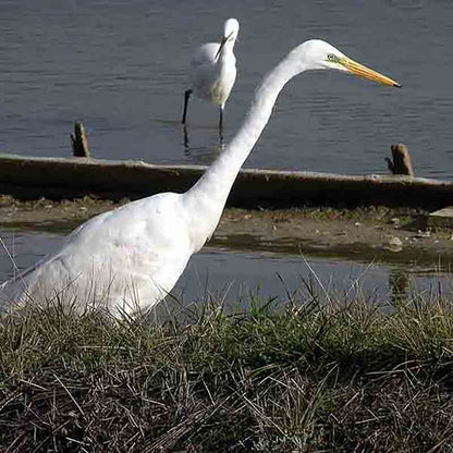 Silberreiher im Naturschutzgebiet Piran