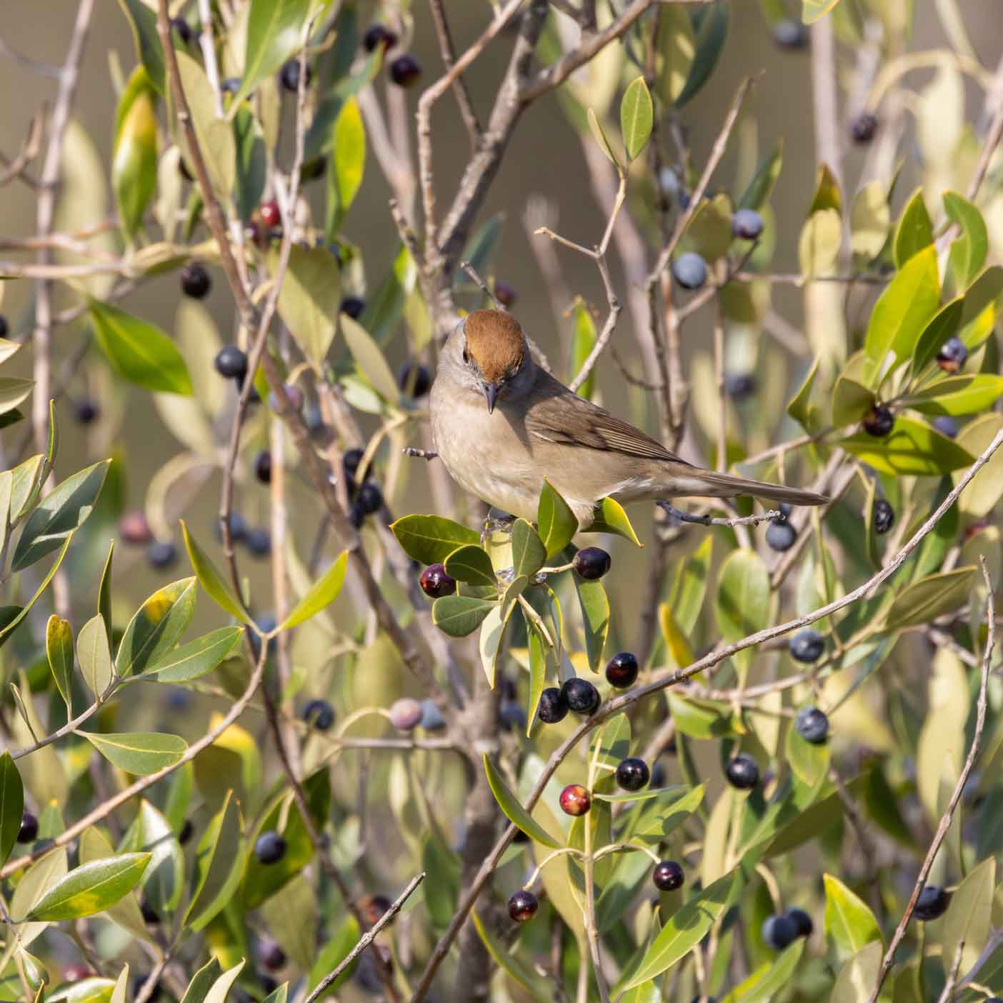 Ein Vogel in einem Olivenbaum