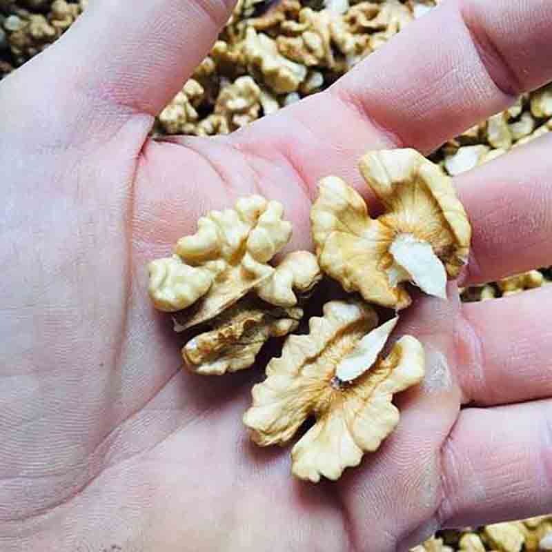 Hand hält Walnüsse über weiteren Walnüssen.