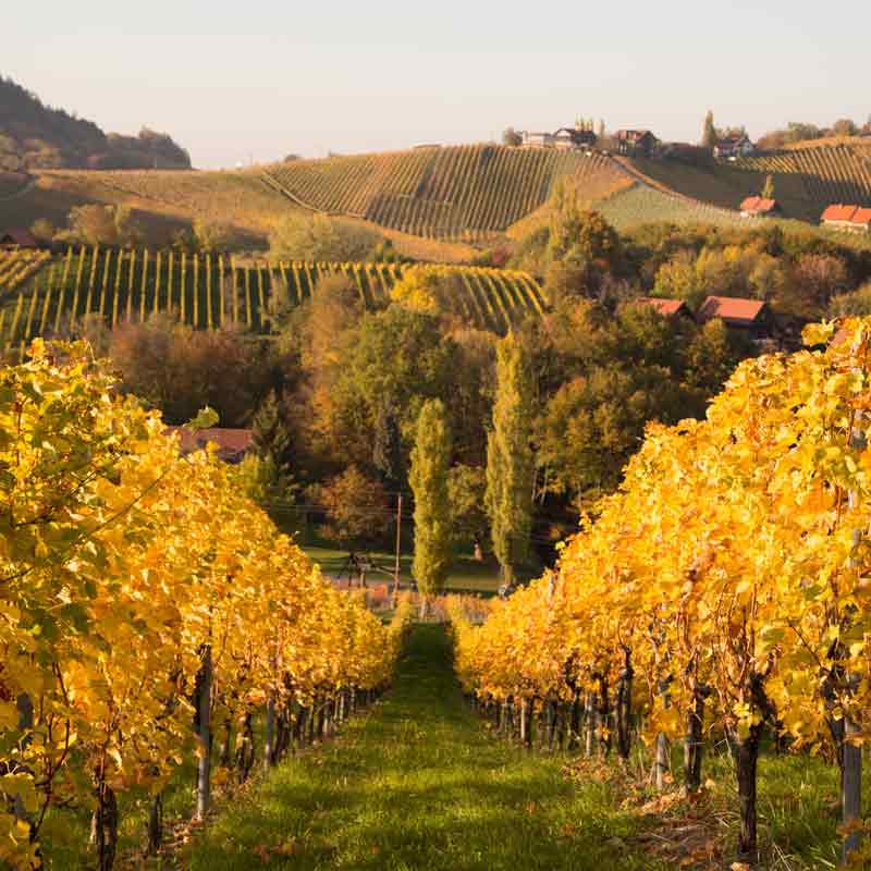 Weinberg im Herbst mit gelben Blättern und Hügeln.