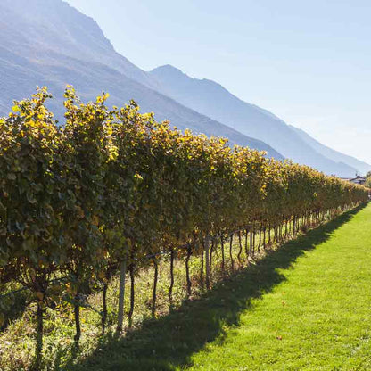 Weinreben in einer sonnigen Landschaft mit Bergen.