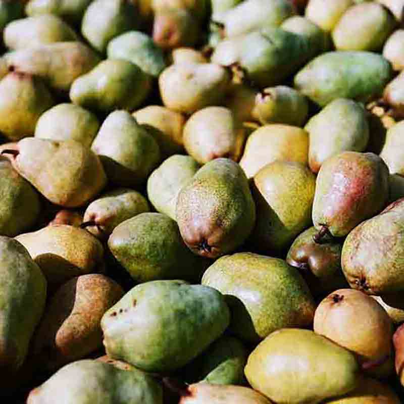 Viele grüne und gelbe Birnen.