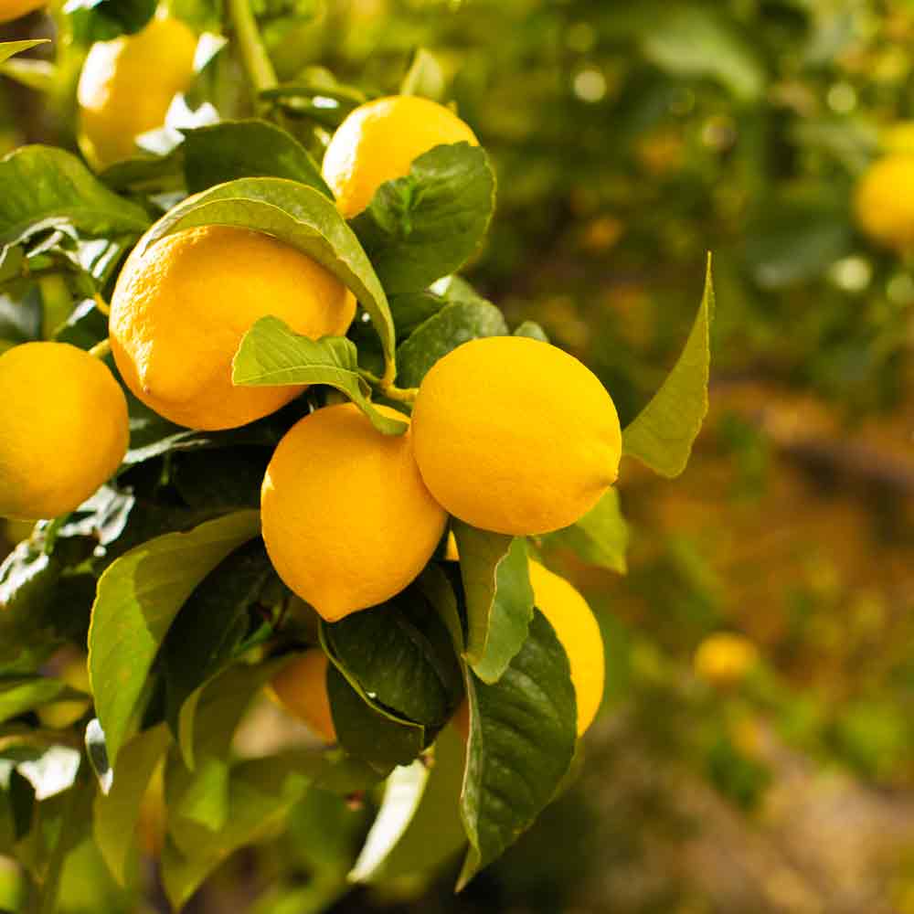 Limoncino Ricette Tradizionale Likör 0,7L Distilleria Marzadro