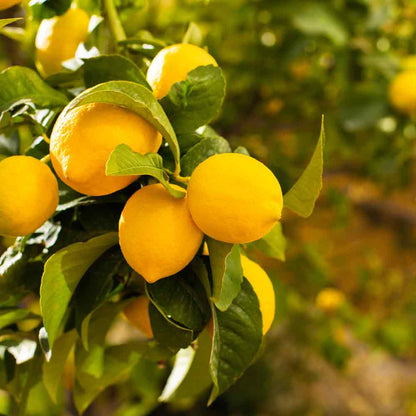 Limoncino Ricette Tradizionale Likör 0,7L Distilleria Marzadro