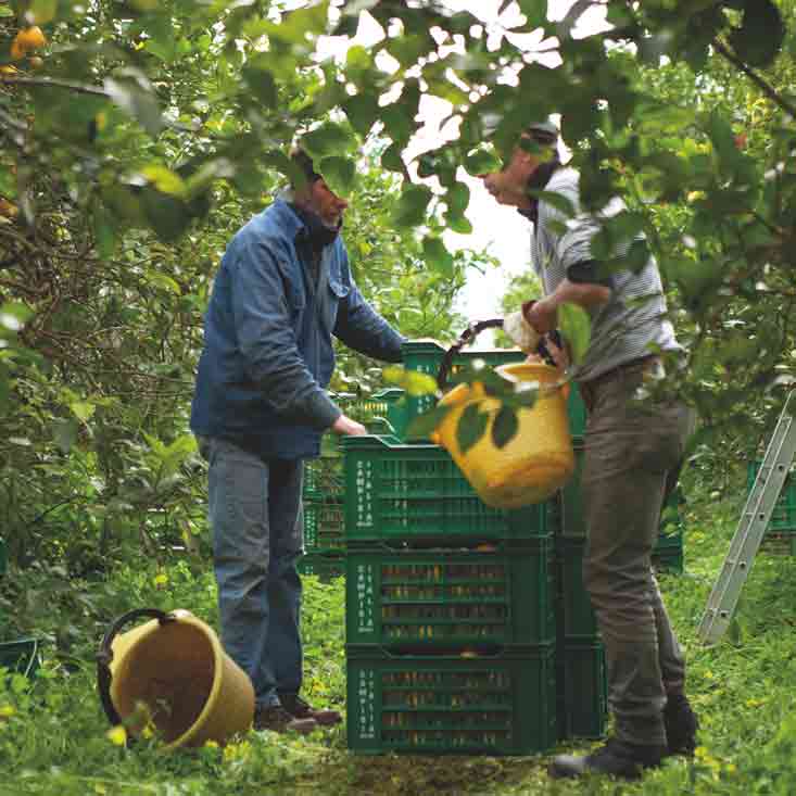 Zwei Personen ernten Zitronen in einem Garten.