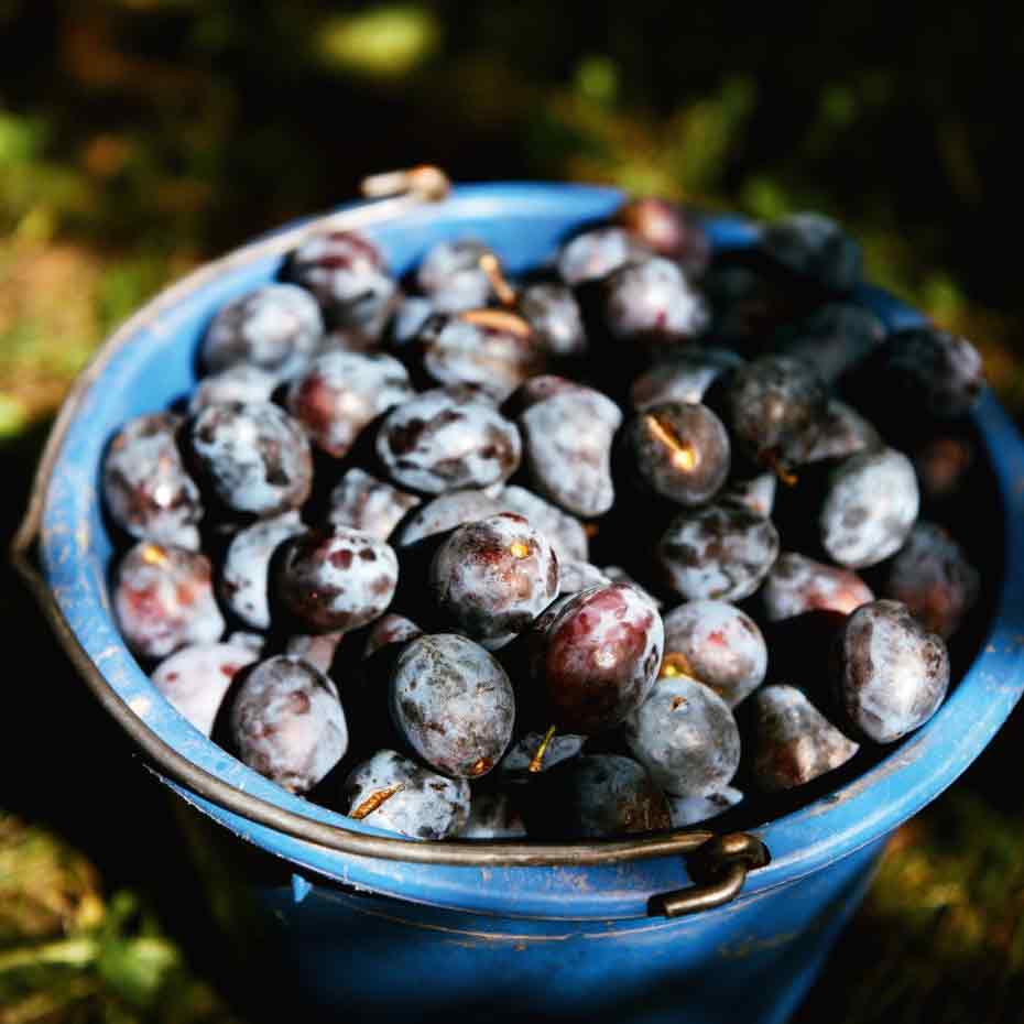Blaue Eimer mit frischen Zwetschken.