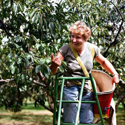 Eine Frau steht auf der Leiter und pflückt Obst.